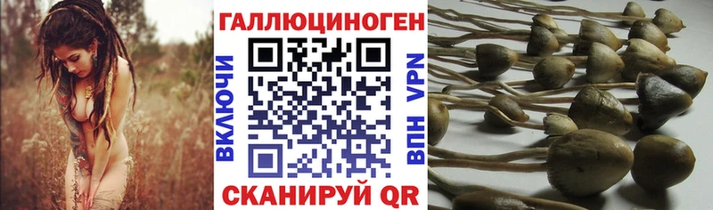 Псилоцибиновые грибы GOLDEN TEACHER  дарк нет официальный сайт  Дигора 